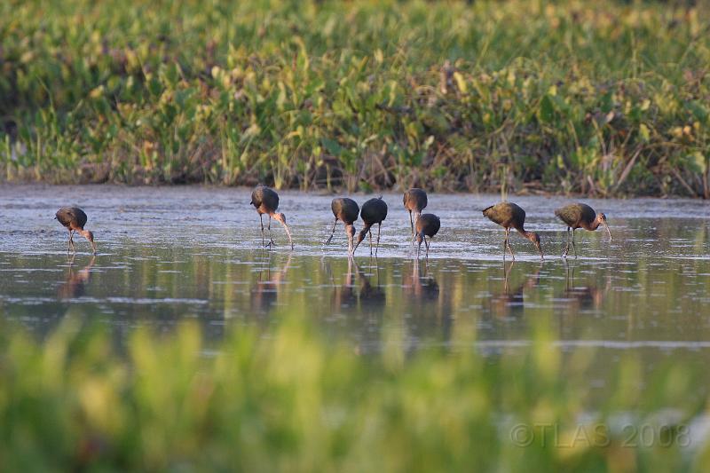 White-faced Ibises 092008 245.jpg